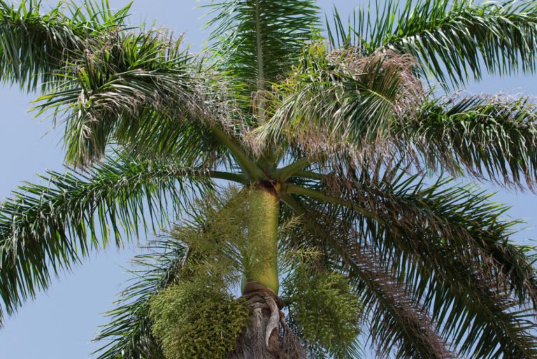 Palmeira Imperial Porto Rico