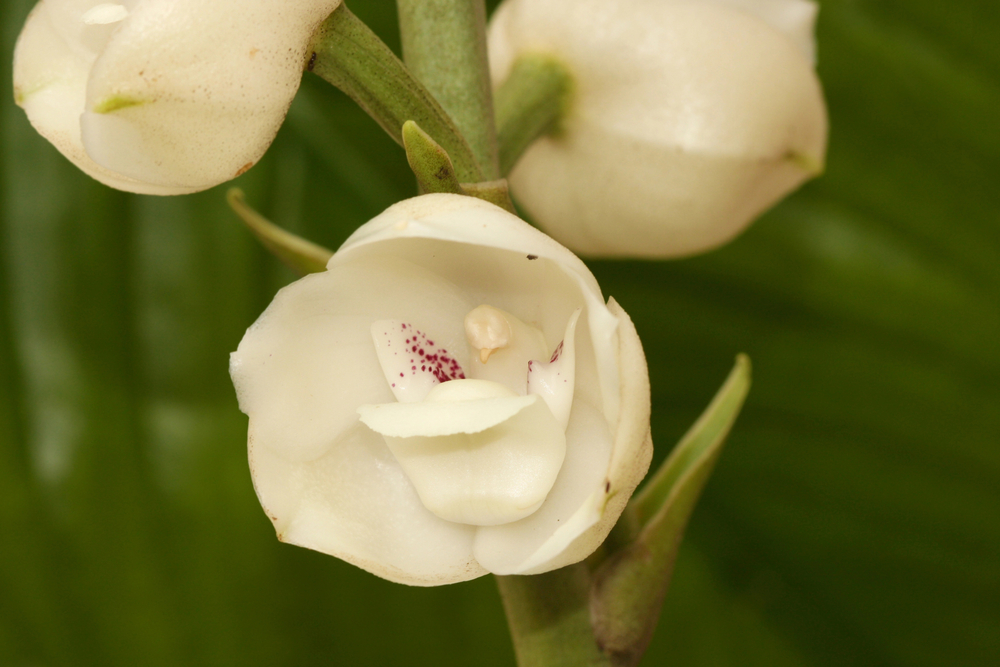 Peristeria elata Peristeria elata