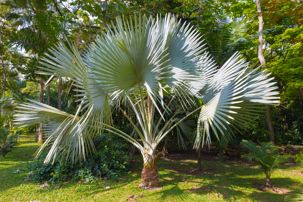 Trachycarpus Fortunei palmeira moinho de vento Trachycarpus Fortunei palmeira moinho de vento