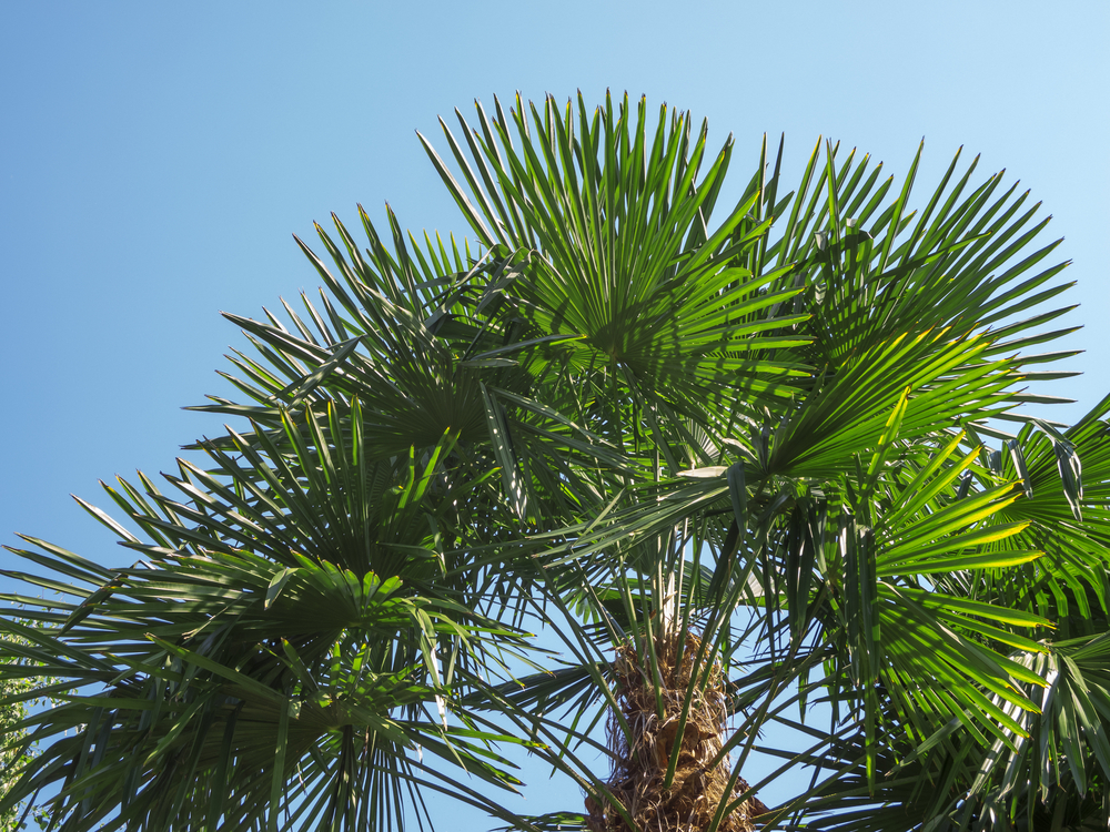 Trachycarpus Fortunei Trachycarpus Fortunei
