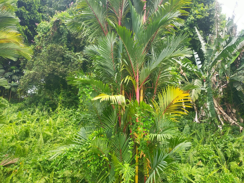 green natural beauty singapore 4 2 green natural beauty singapore 4 2