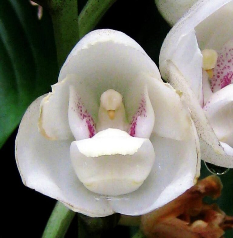 orquidea pomba