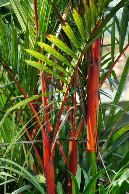 pinanga rotated Palmeira Pinanga
