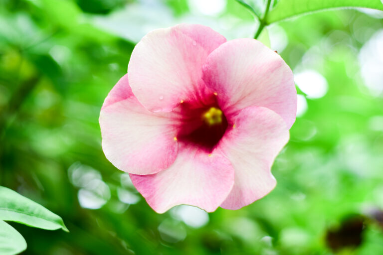 Alamanda Roxa planta