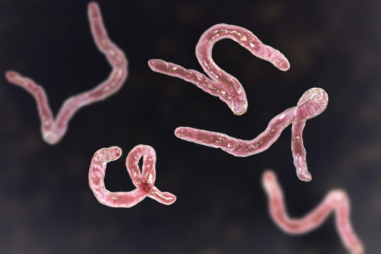 Ancylostoma duodenale Ancylostoma duodenale