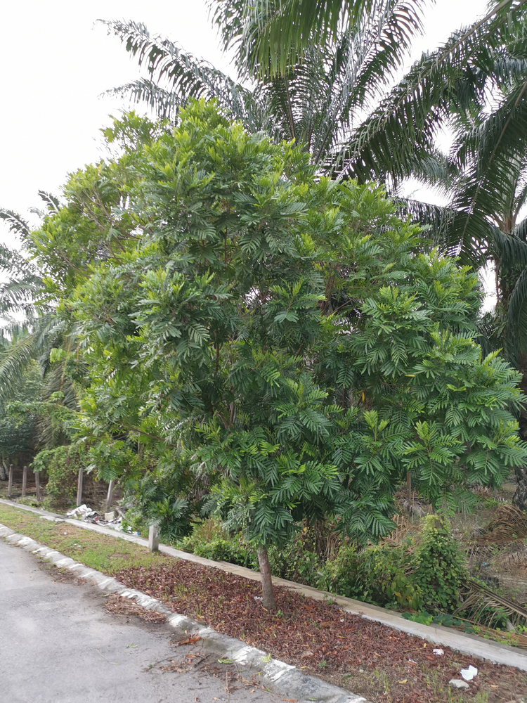 Arvore Samambaia – Filicium decipiens 3 Arvore Samambaia – Filicium decipiens 3