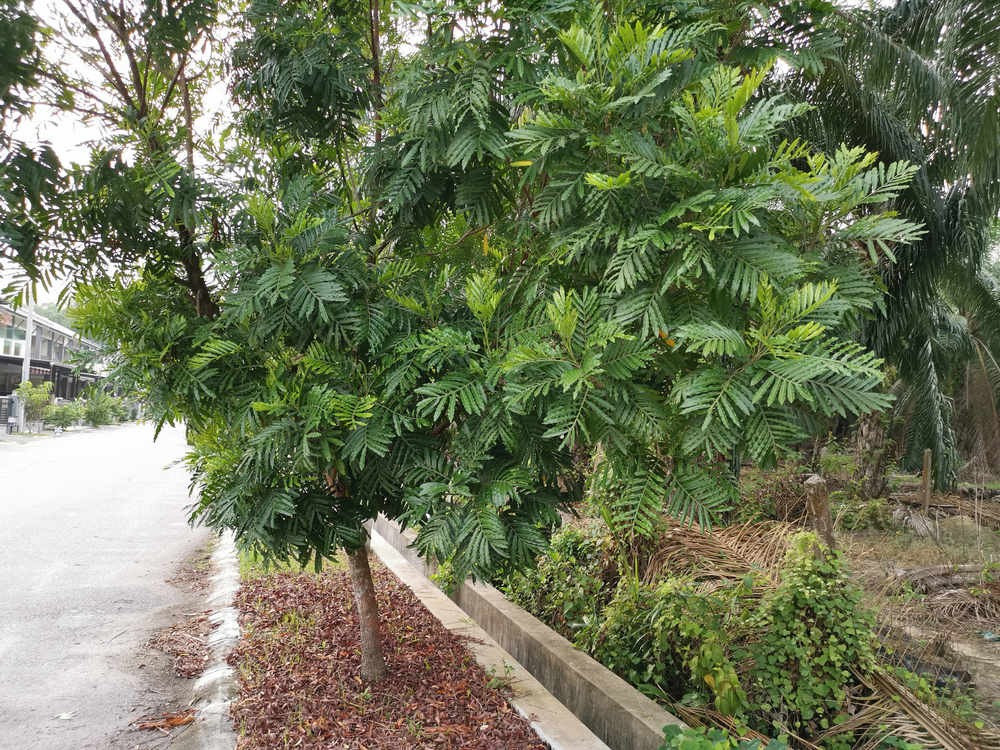 Arvore Samambaia – Filicium decipiens 4 Arvore Samambaia – Filicium decipiens 4