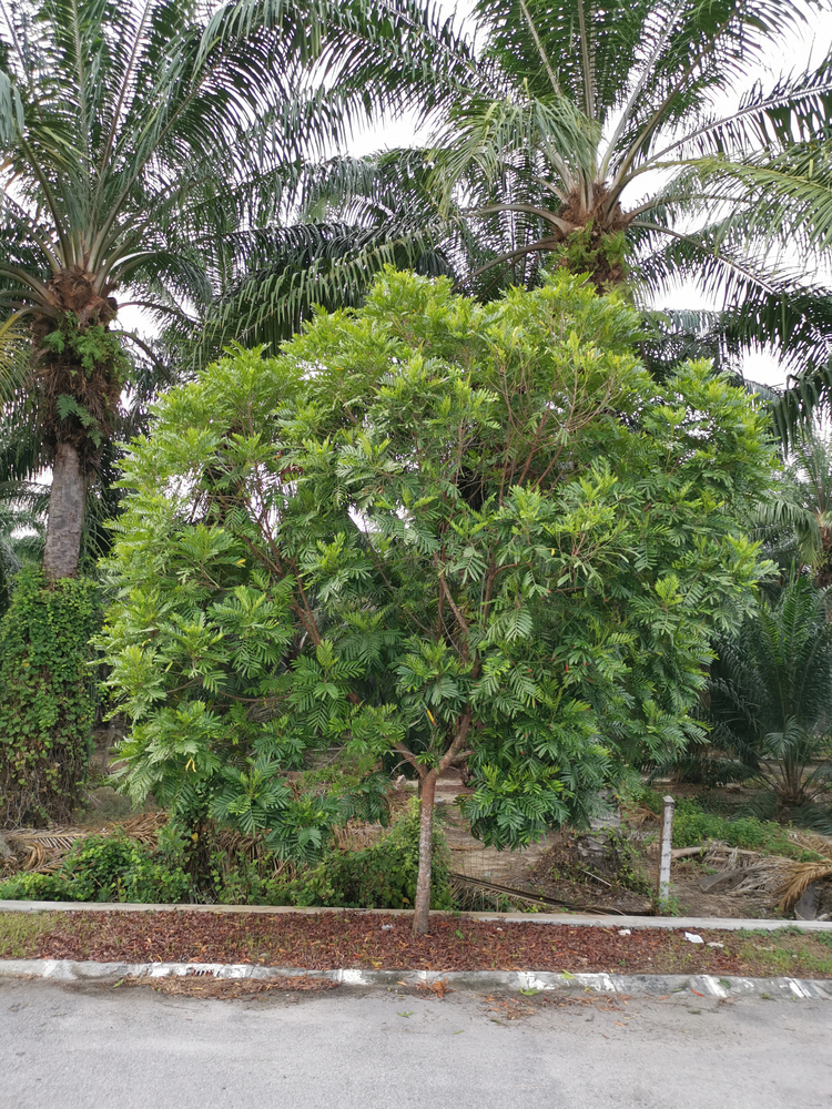 Arvore Samambaia – Filicium decipiens Arvore Samambaia – Filicium decipiens