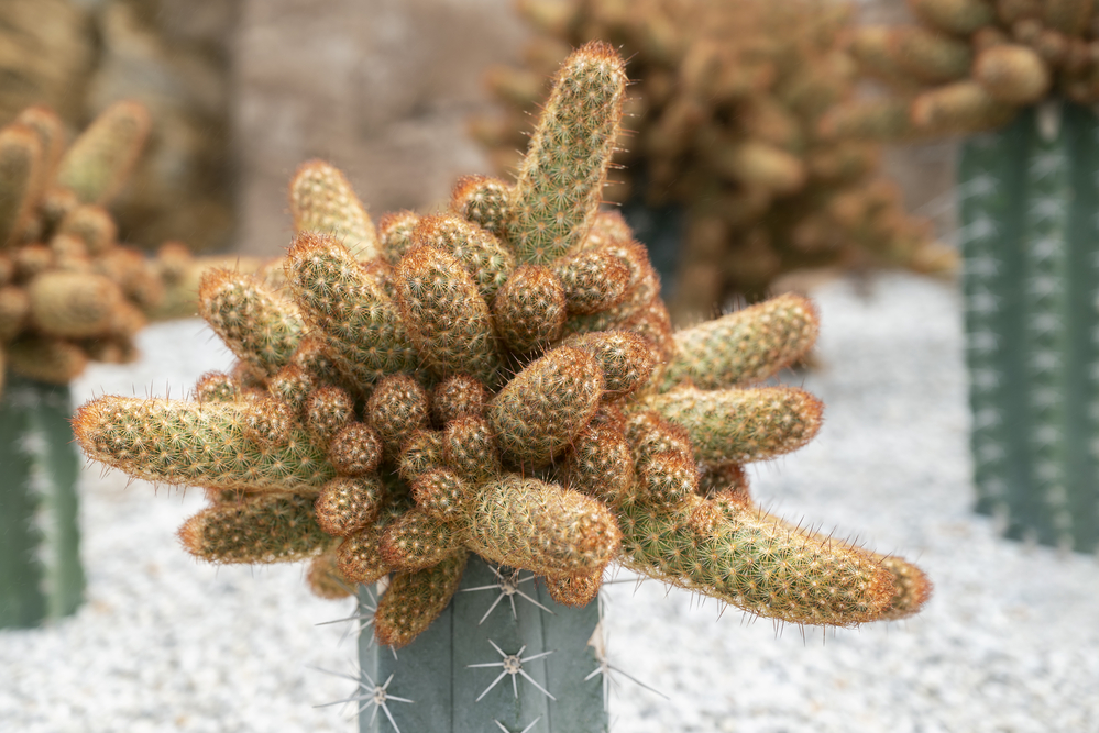 Dedo de Dama – Mammillaria elongata Dedo de Dama – Mammillaria elongata