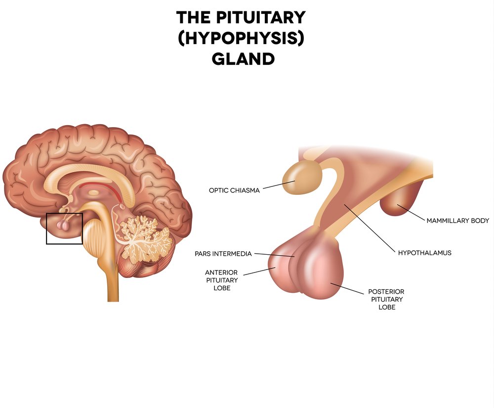Glandula pituitaria o que e Glandula pituitaria o que e