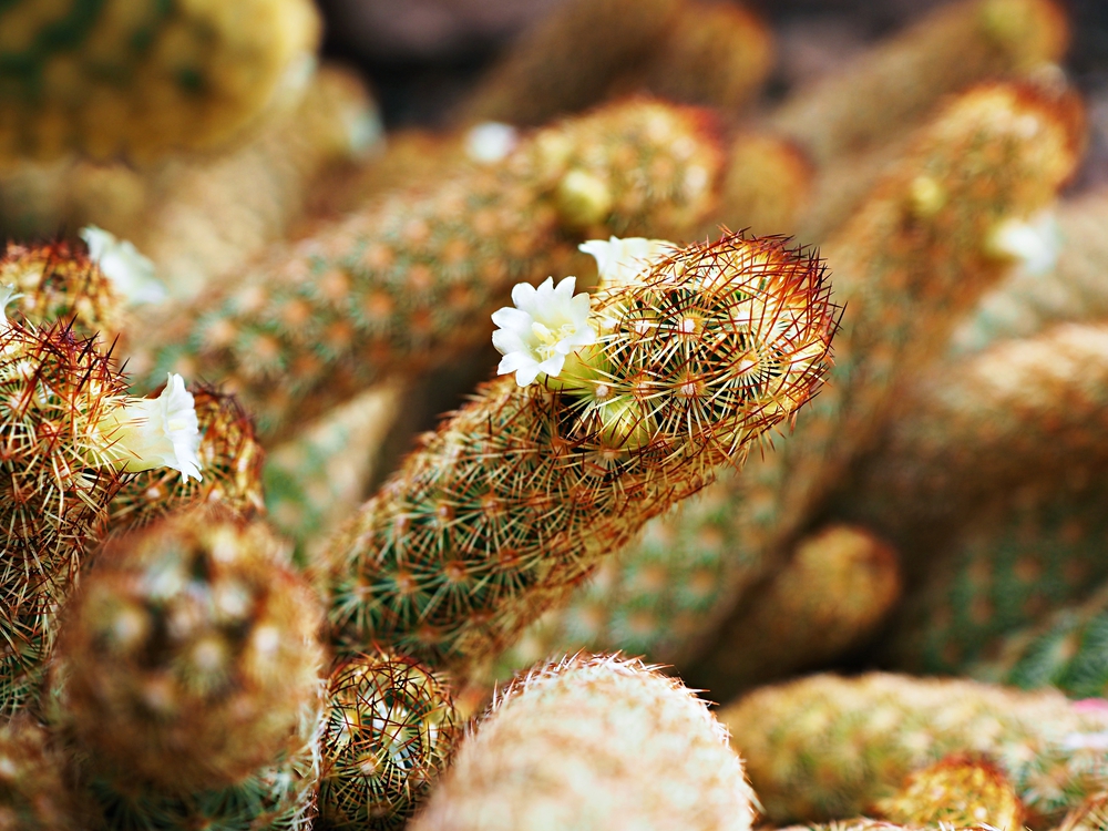 Mammillaria elongata cacto dedo de dama Mammillaria elongata cacto dedo de dama
