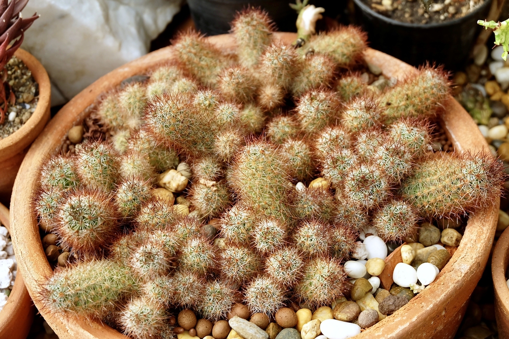 planta Cacto Dedo de Dama – Mammillaria elongata planta Cacto Dedo de Dama – Mammillaria elongata
