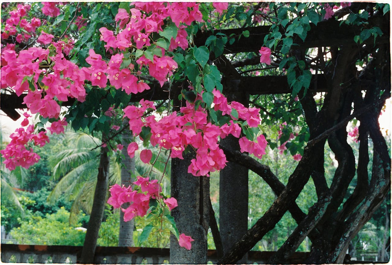 Trepadeiras Floridas Que Deixam o Jardim Inesquecível: Beleza Vertical com Pouco Esforço