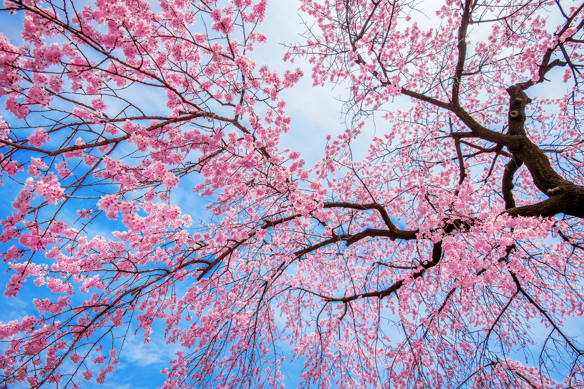 Cerejeiras: uma história de beleza que vem do Japão